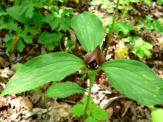 {Trillium recurvatum}